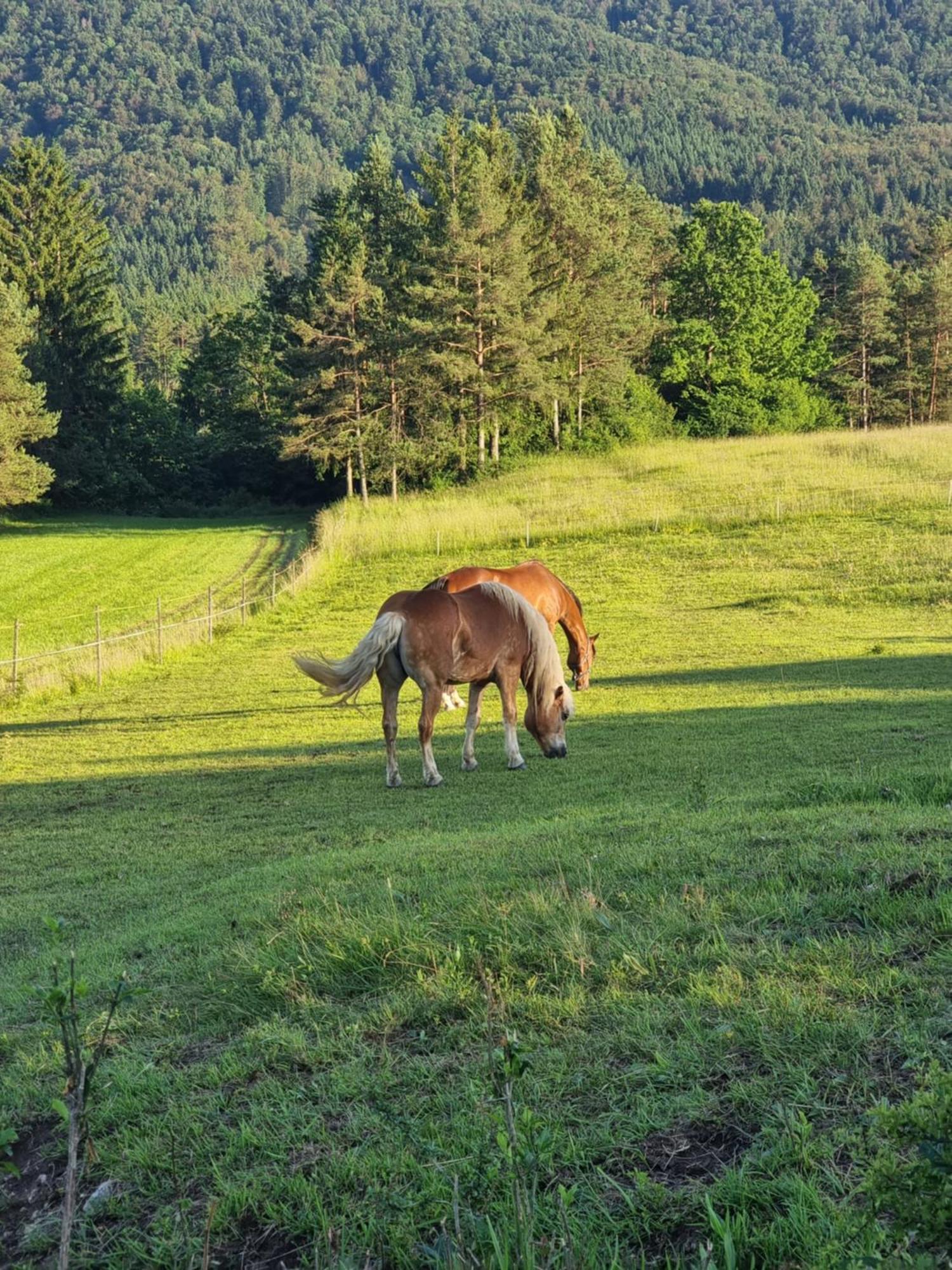 Casa vacanze Notranjska Hisa - Traditional Country House, Close To The World Attraction Cerknica *