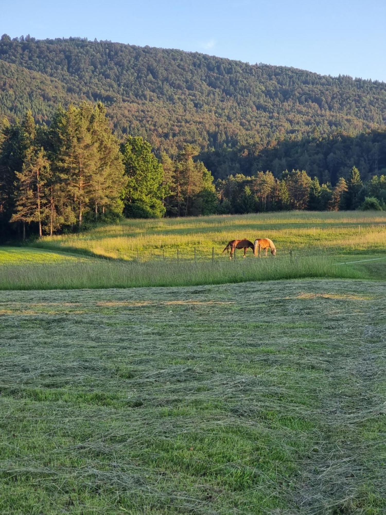 Notranjska Hisa - Traditional Country House, Close To The World Attraction Cerknica Casa vacanze *